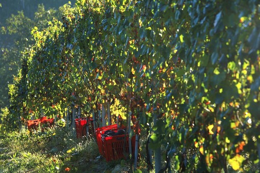 Confagricoltura Piemonte chiede più interventi strutturali per la crisi del comparto vitivinicolo