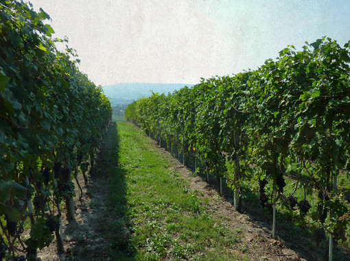 I vigneti attorno all'azienda agricola Casavecchia I vigneti attorno all'azienda agricola Casavecchia