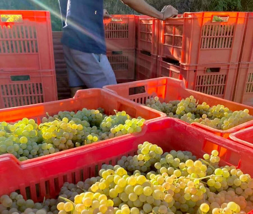 Vendemmia e caldo, l'Asl Cn2 richiama le regole per tutelare i lavoratori: stop nelle ore più a rischio Vendemmia e caldo, l'Asl Cn2 richiama le regole per tutelare i lavoratori: stop nelle ore più a rischio
