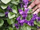 Sbocciano le viole in Langa, il più dolce annuncio di primavera Sbocciano le viole in Langa, il più dolce annuncio di primavera