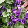 Sbocciano le viole in Langa, il più dolce annuncio di primavera Sbocciano le viole in Langa, il più dolce annuncio di primavera