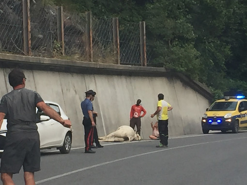 Nella foto, scattata da un nostro lettore che stava transitando sul posto dell'incidente, si vede l'animale a terra ancora privo di sensi