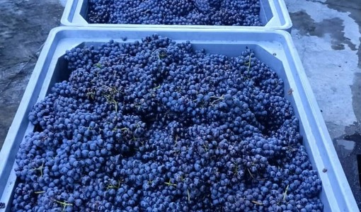 Vino: ok da consiglio Uiv a misure per contenimento produttivo in vista della vendemmia