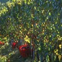 Confagricoltura Piemonte chiede più interventi strutturali per la crisi del comparto vitivinicolo Confagricoltura Piemonte chiede più interventi strutturali per la crisi del comparto vitivinicolo