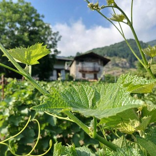 Al Monastero di Sampeyre si parla di vino e delle sfide imposte dal cambiamento climatico Al Monastero di Sampeyre si parla di vino e delle sfide imposte dal cambiamento climatico