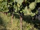 Al via la vendemmia dell'Alta Langa Docg: la gestione del clima al centro della sfida nei vigneti