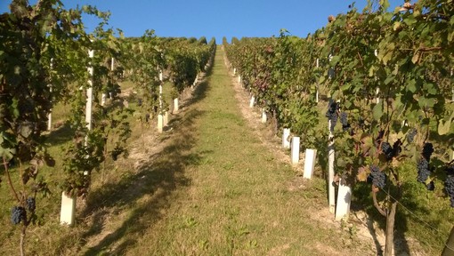 Vendemmia 2026: il Consorzio Barbera d'Asti e Vini del Monferrato richiama l'attenzione degli Stati Generali sul futuro della filiera Vendemmia 2026: il Consorzio Barbera d'Asti e Vini del Monferrato richiama l'attenzione degli Stati Generali sul futuro della filiera