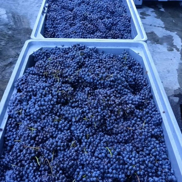Vino: ok da consiglio Uiv a misure per contenimento produttivo in vista della vendemmia Vino: ok da consiglio Uiv a misure per contenimento produttivo in vista della vendemmia
