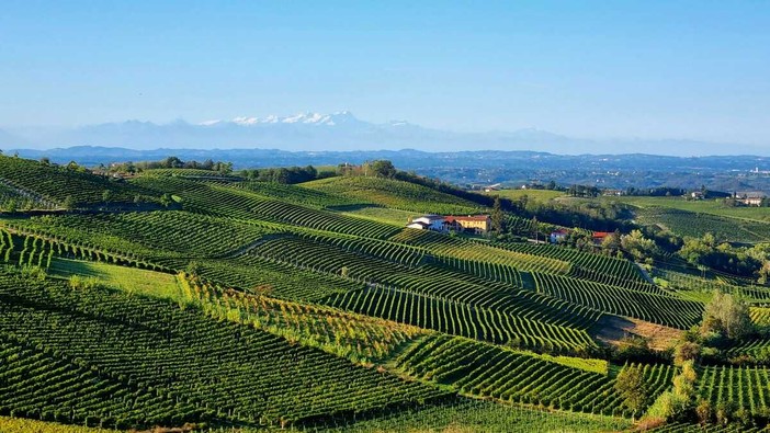 Vigneti di Moscato Vigneti di Moscato