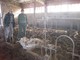 Le carcasse dei bovini ritrovate a Vignolo