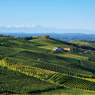 Vigneti di Moscato Vigneti di Moscato