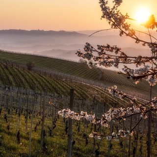 Primavera nei vigneti delle Langhe (foto Consorzio Turistico Langhe Monferrato Roero)