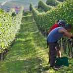 Protocollo per gli stagionali della vendemmia, il prefetto chiede di passare ai fatti Protocollo per gli stagionali della vendemmia, il prefetto chiede di passare ai fatti