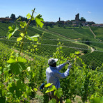 Vendemmia e stagionali, Alba lavora a una regia unica per il territorio Vendemmia e stagionali, Alba lavora a una regia unica per il territorio