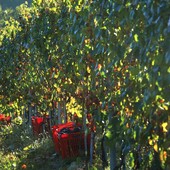 Confagricoltura Piemonte chiede più interventi strutturali per la crisi del comparto vitivinicolo Confagricoltura Piemonte chiede più interventi strutturali per la crisi del comparto vitivinicolo