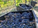“Stop agli impianti, spazio ai giovani, via a nuovi IGP”: Claudio Conterno indica la rotta per il futuro del vino piemontese “Stop agli impianti, spazio ai giovani, via a nuovi IGP”: Claudio Conterno indica la rotta per il futuro del vino piemontese