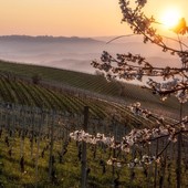 Primavera nei vigneti delle Langhe (foto Consorzio Turistico Langhe Monferrato Roero)