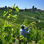 Stagionali in agricoltura: venti Comuni di Langhe e Roero al tavolo &quot;anti caporalato&quot;