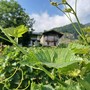 Al Monastero di Sampeyre si parla di vino e delle sfide imposte dal cambiamento climatico Al Monastero di Sampeyre si parla di vino e delle sfide imposte dal cambiamento climatico