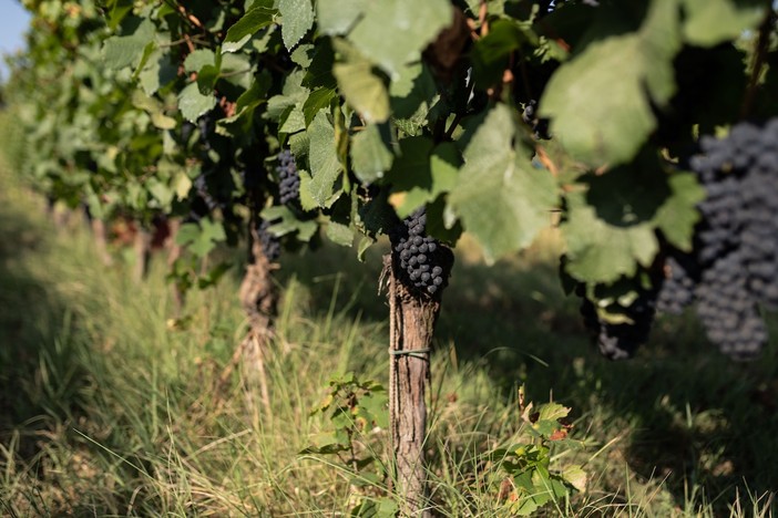 Al via la vendemmia dell'Alta Langa Docg: la gestione del clima al centro della sfida nei vigneti Al via la vendemmia dell'Alta Langa Docg: la gestione del clima al centro della sfida nei vigneti