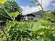 Al Monastero di Sampeyre si parla di vino e delle sfide imposte dal cambiamento climatico Al Monastero di Sampeyre si parla di vino e delle sfide imposte dal cambiamento climatico