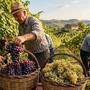 Vendemmia (immagine generica) Vendemmia (immagine generica)