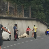 Nella foto, scattata da un nostro lettore che stava transitando sul posto dell'incidente, si vede l'animale a terra ancora privo di sensi