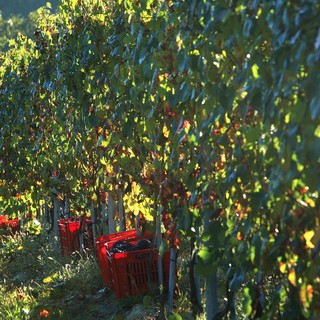 Confagricoltura Piemonte chiede più interventi strutturali per la crisi del comparto vitivinicolo