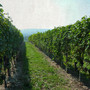 I vigneti attorno all'azienda agricola Casavecchia I vigneti attorno all'azienda agricola Casavecchia