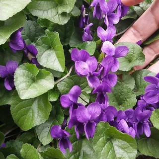 Sbocciano le viole in Langa, il più dolce annuncio di primavera Sbocciano le viole in Langa, il più dolce annuncio di primavera