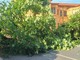 Il grande albero caduto davanti alla Scuola Primaria di Villafalletto nel centro del paese Il grande albero caduto davanti alla Scuola Primaria di Villafalletto nel centro del paese