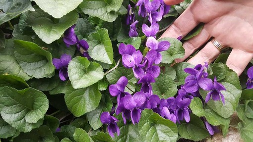 Sbocciano le viole in Langa, il più dolce annuncio di primavera Sbocciano le viole in Langa, il più dolce annuncio di primavera