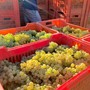 Vendemmia e caldo, l'Asl Cn2 richiama le regole per tutelare i lavoratori: stop nelle ore più a rischio Vendemmia e caldo, l'Asl Cn2 richiama le regole per tutelare i lavoratori: stop nelle ore più a rischio