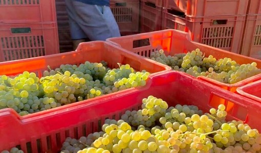 Vendemmia e caldo, l'Asl Cn2 richiama le regole per tutelare i lavoratori: stop nelle ore più a rischio Vendemmia e caldo, l'Asl Cn2 richiama le regole per tutelare i lavoratori: stop nelle ore più a rischio