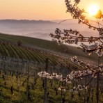 Primavera nei vigneti delle Langhe (foto Consorzio Turistico Langhe Monferrato Roero)