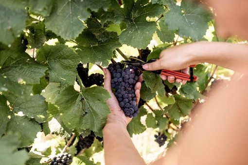 Vendemmia 2026 delle uve Pinot Nero e Chardonnay destinate all'Alta Langa DOCG. Vendemmia 2026 delle uve Pinot Nero e Chardonnay destinate all'Alta Langa DOCG.