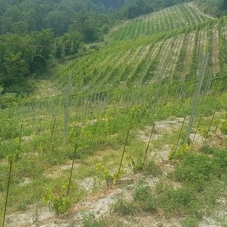 Ristrutturazione e riconversione vigneti, nuovo bando Arpea: pagamenti solo dopo il collaudo degli impianti