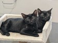 Nelle foto alcuni degli animali ospitati da Amici di Zampa