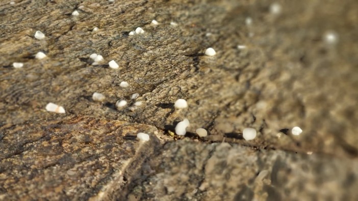 Grandine caduta ad Alba nei giorni scorsi Grandine caduta ad Alba nei giorni scorsi