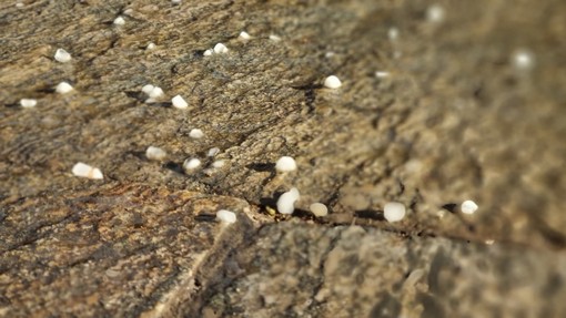 Grandine caduta ad Alba nei giorni scorsi Grandine caduta ad Alba nei giorni scorsi