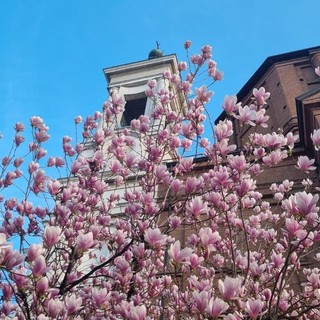 In foto la magnolia sbocciata nel giardino della Madonna dei fiori di Bra