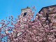 In foto la magnolia sbocciata nel giardino della Madonna dei fiori di Bra