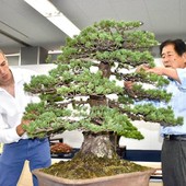 Alessandro Bonardo con il Maestro Masahiko Kimura durante una dimostrazione di bonsai al pubblico