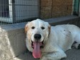 Nelle foto alcuni degli animali ospitati da Amici di Zampa