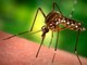 Perché passare al più presto al dispositivo anti insetti Pest Away: le principali ragioni