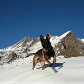Zen Pastore Belga delle unità cinofile del Soccorso Alpino "Monviso" Zen Pastore Belga delle unità cinofile del Soccorso Alpino "Monviso"