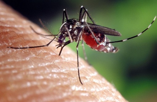 Caldo e siccità moltiplicano le zanzare. Ma in Piemonte si riducono i fondi per il contrasto