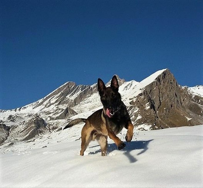 Zen Pastore Belga delle unità cinofile del Soccorso Alpino "Moniso" Zen Pastore Belga delle unità cinofile del Soccorso Alpino "Moniso"