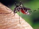 Caldo e siccità moltiplicano le zanzare. Ma in Piemonte si riducono i fondi per il contrasto