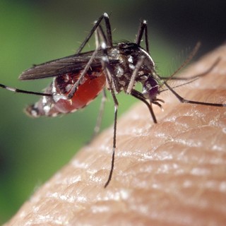 Lotta alle zanzare: Racconigi aderisce al programma regionale